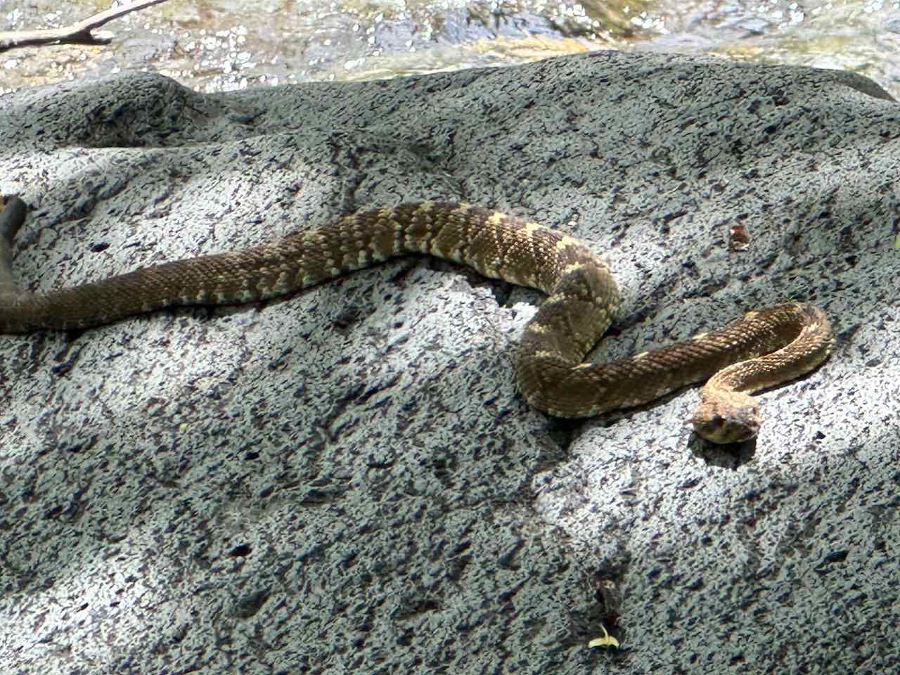 Rattel Snake