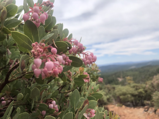 image_2025-11-11_171746514